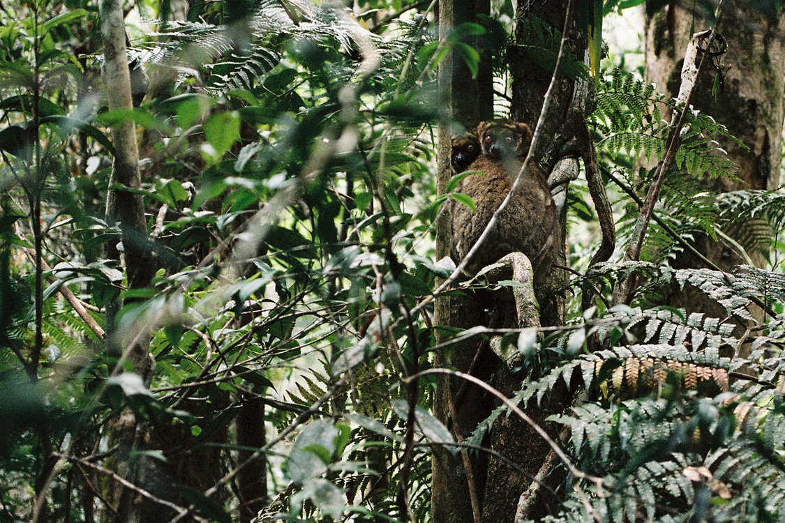 Madagascar, 2010