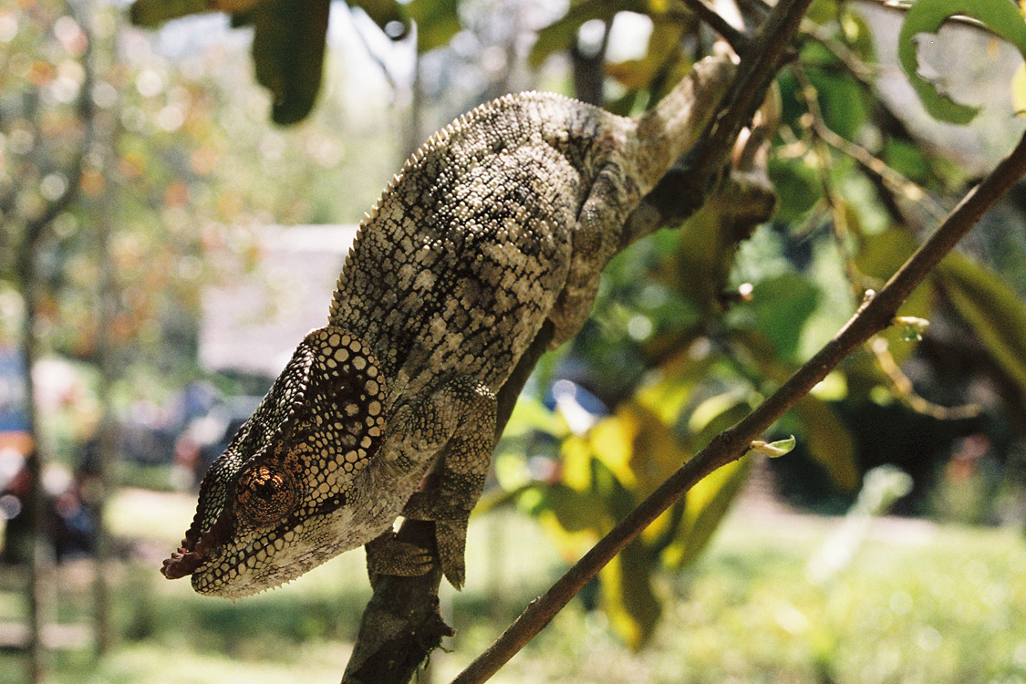 Madagascar, 2010