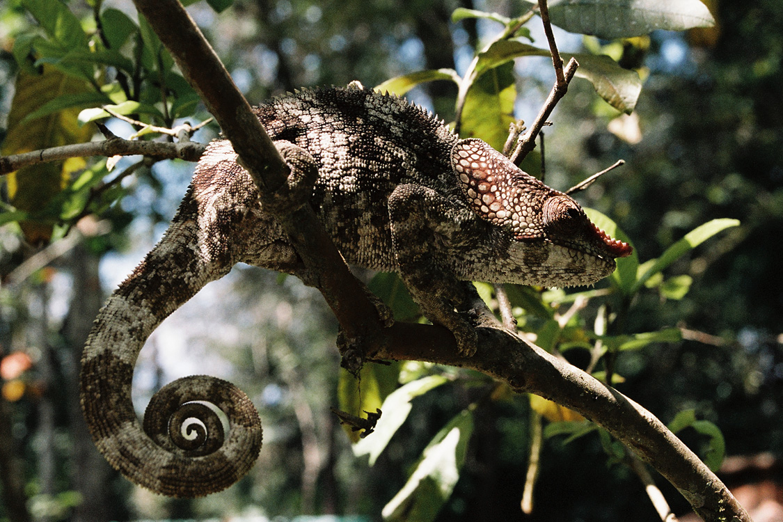 Madagascar, 2010