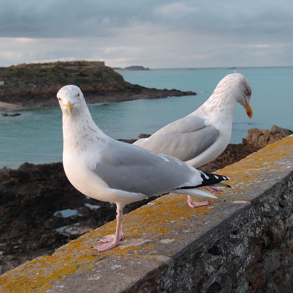 Saint-Malo, december 2011