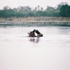 Lac aux hippopotames de Tangrela