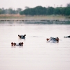 Lac aux hippopotames de Tangrela