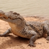 Mare aux crocodiles sacr&eacute;s de Bazoul&eacute;