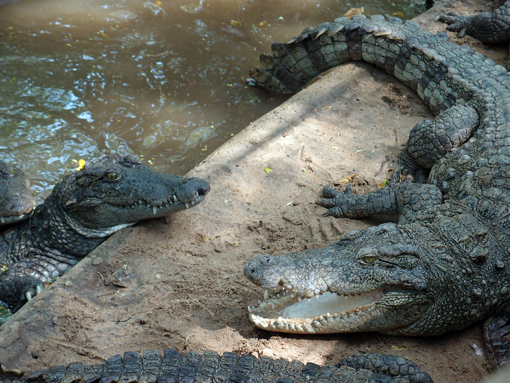 Mahabalipuram and around