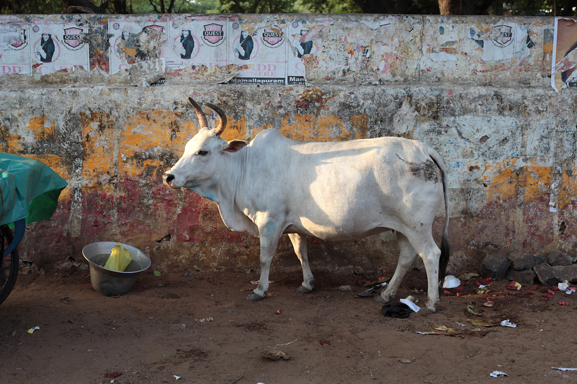 Mahabalipuram and around