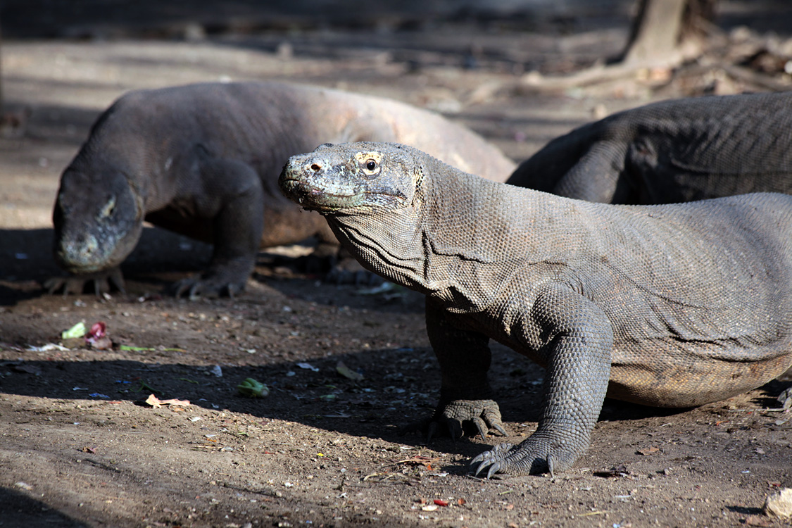 Indonesia, september 2015