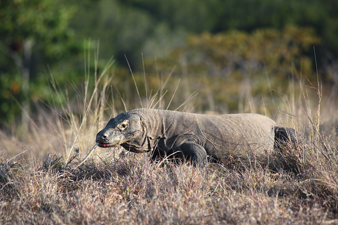 Indonesia, september 2015