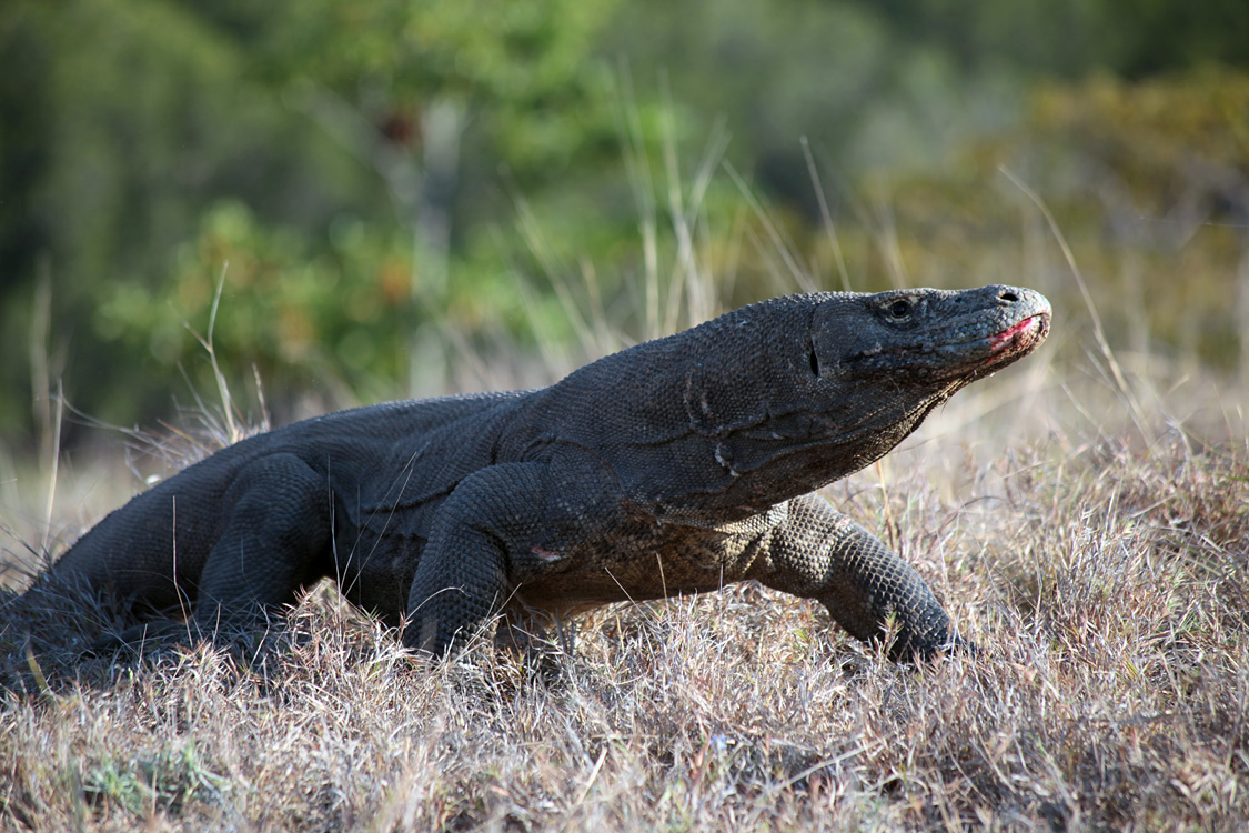 Indonesia, september 2015