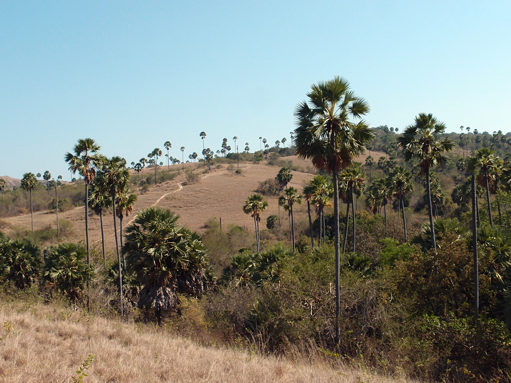 Indonesia, september 2015