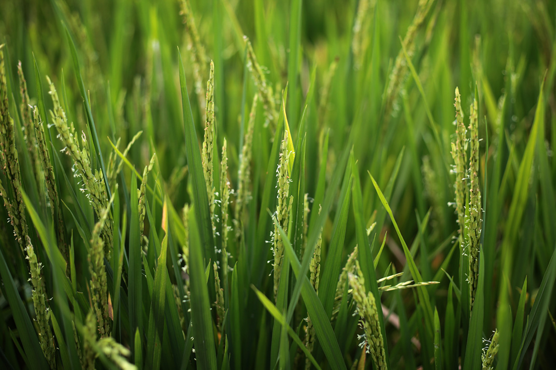 Indonesia, september 2015