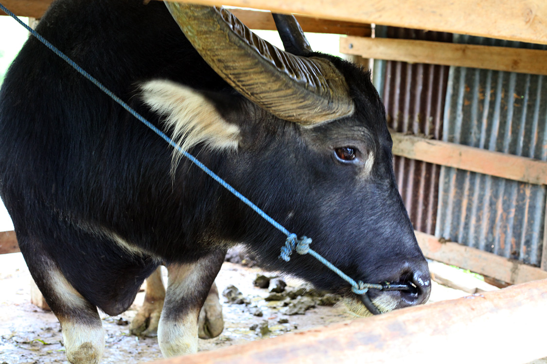 Sulawesi, september 2017