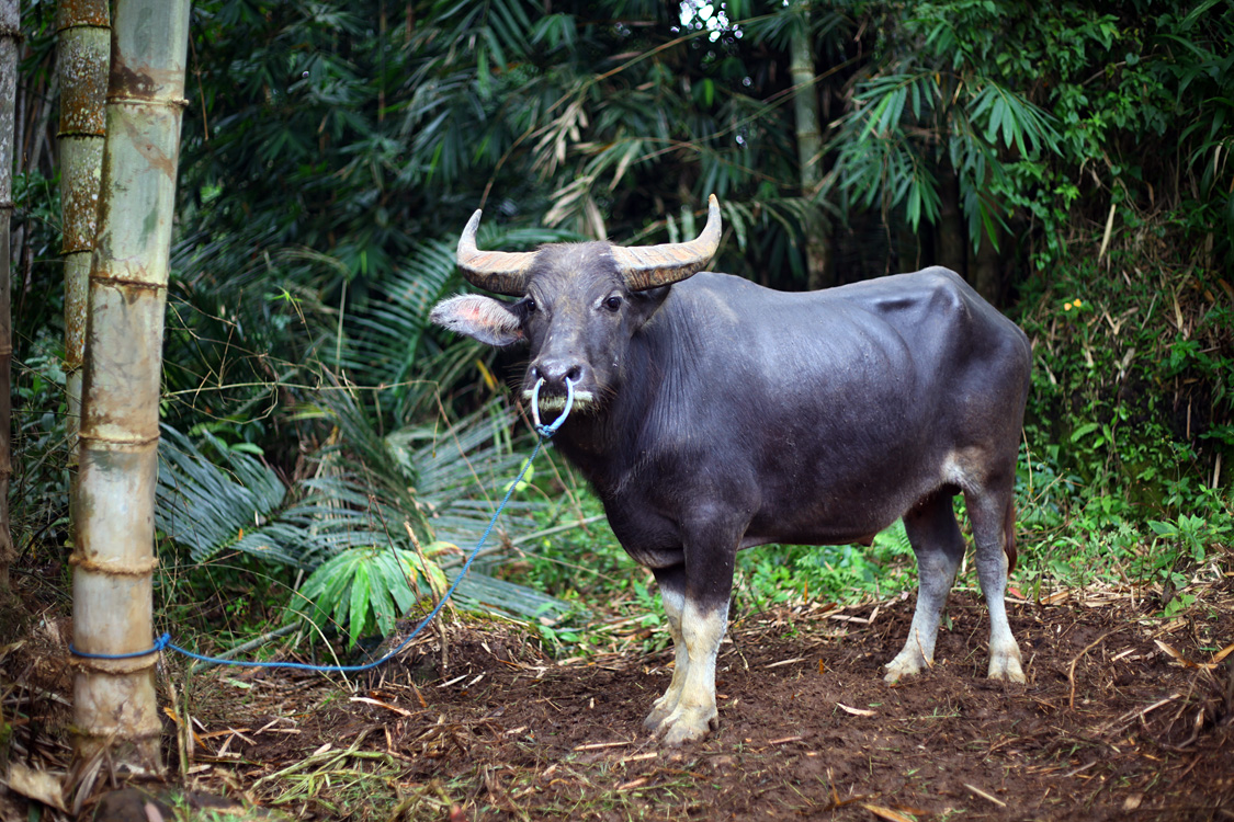 Sulawesi, september 2017