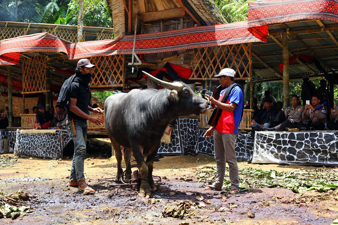 Sulawesi, september 2017