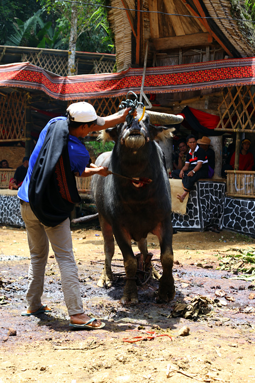 Sulawesi, september 2017