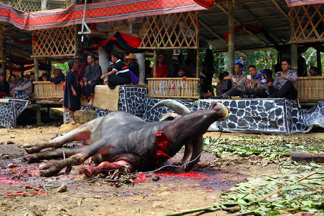 Sulawesi, september 2017