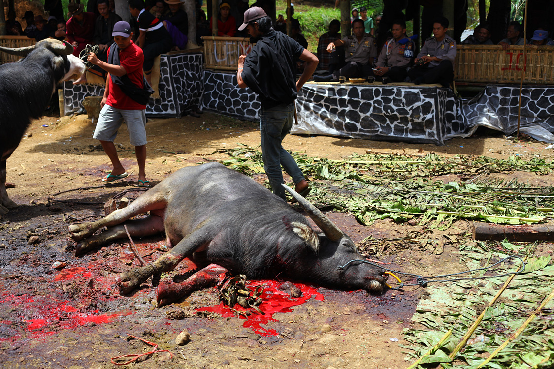Sulawesi, september 2017