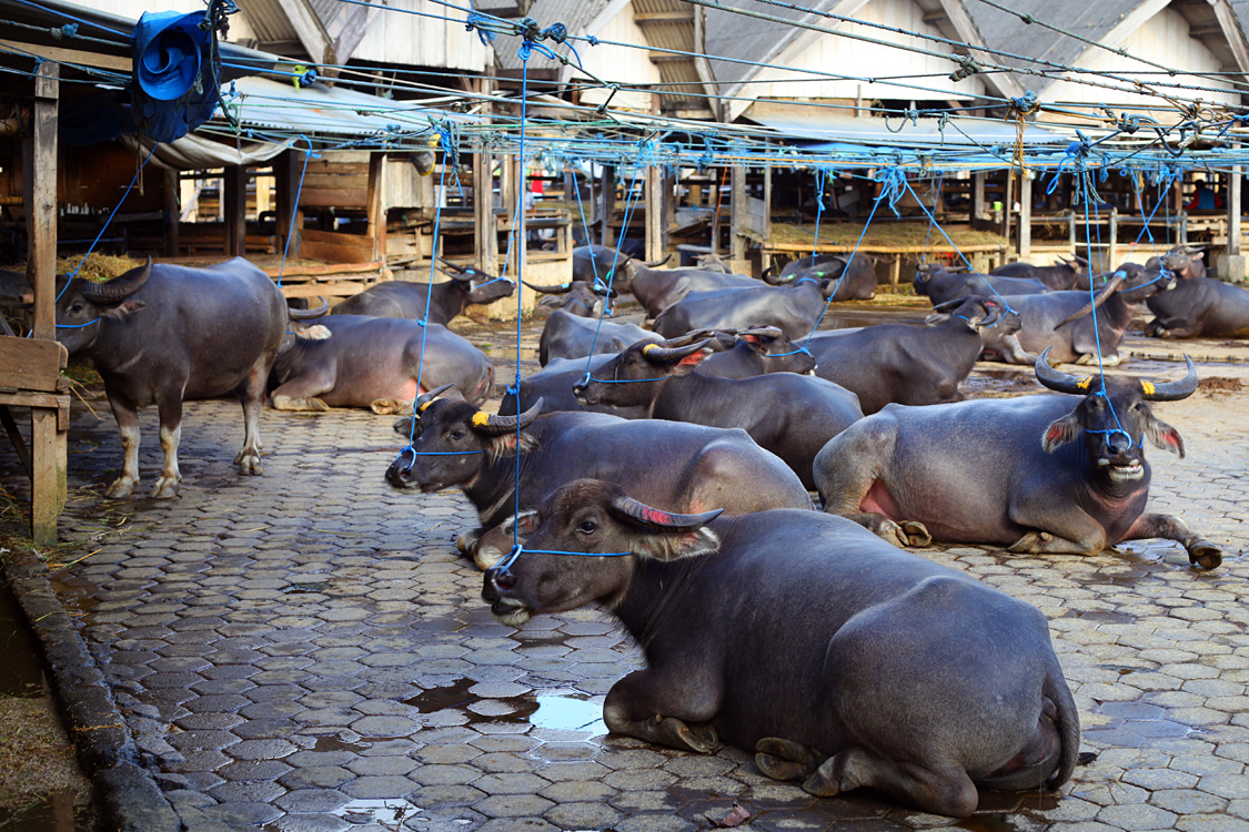 Sulawesi, september 2017