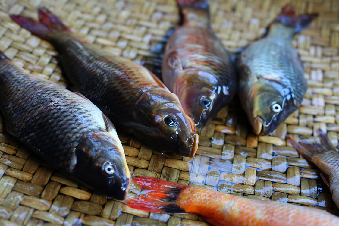 Sulawesi, september 2017