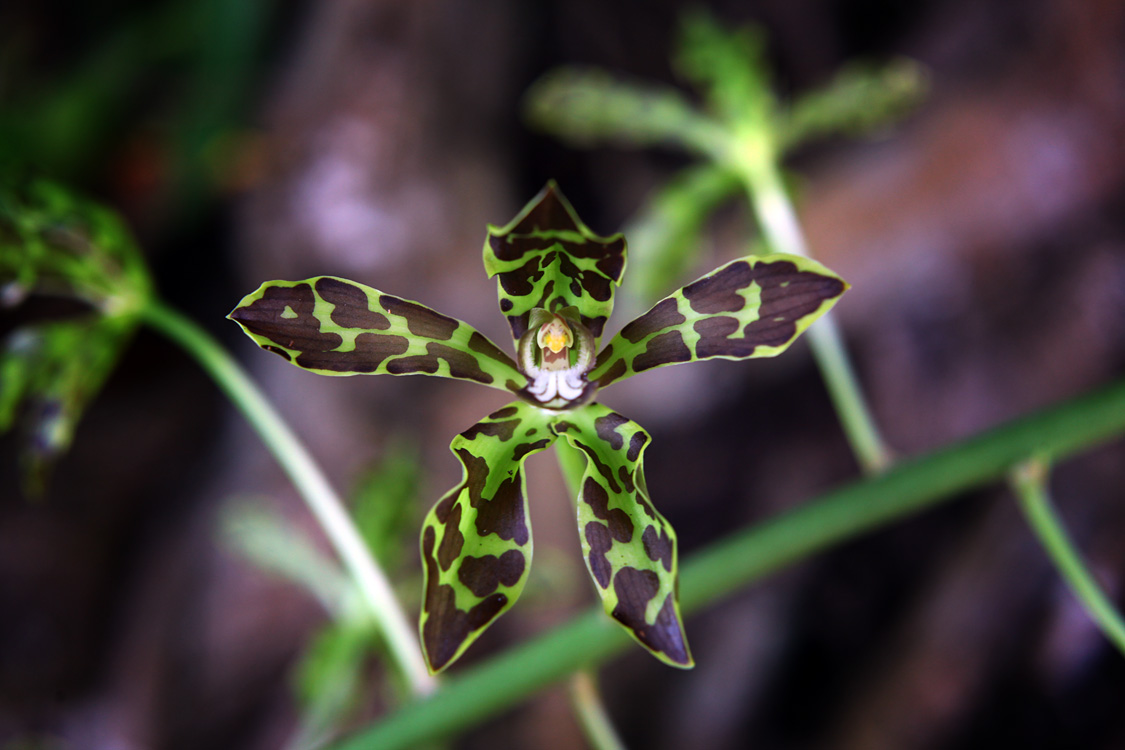 Sulawesi, september 2017