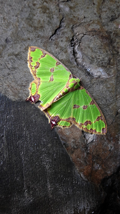Sulawesi, september 2017