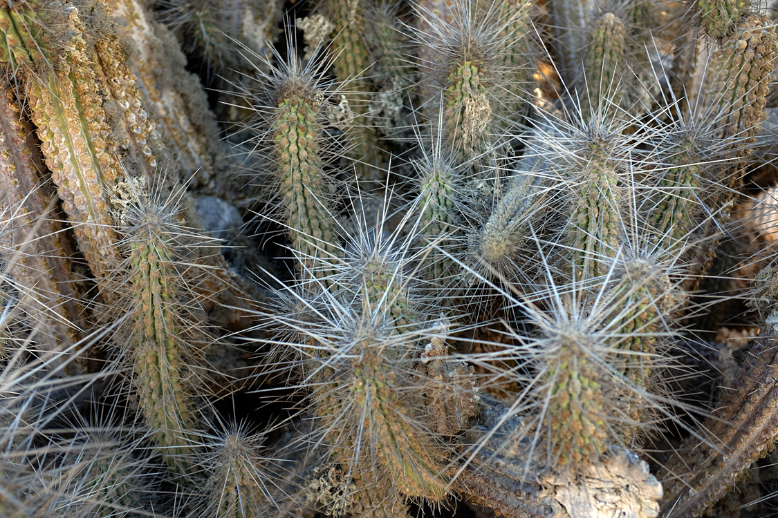 Cactus on the C-302 Road (Region III, Chile)