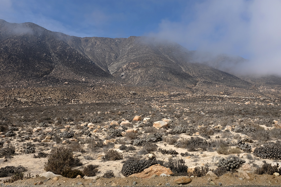 Parque Nacional Llanos de Challe (Region III, Chile)