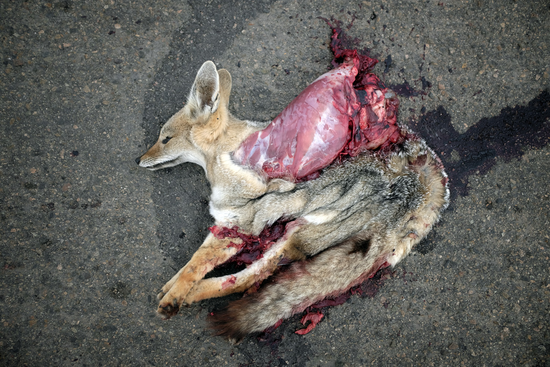 Roadkill on Road C-411, off Road 5 (Region III, Chile)