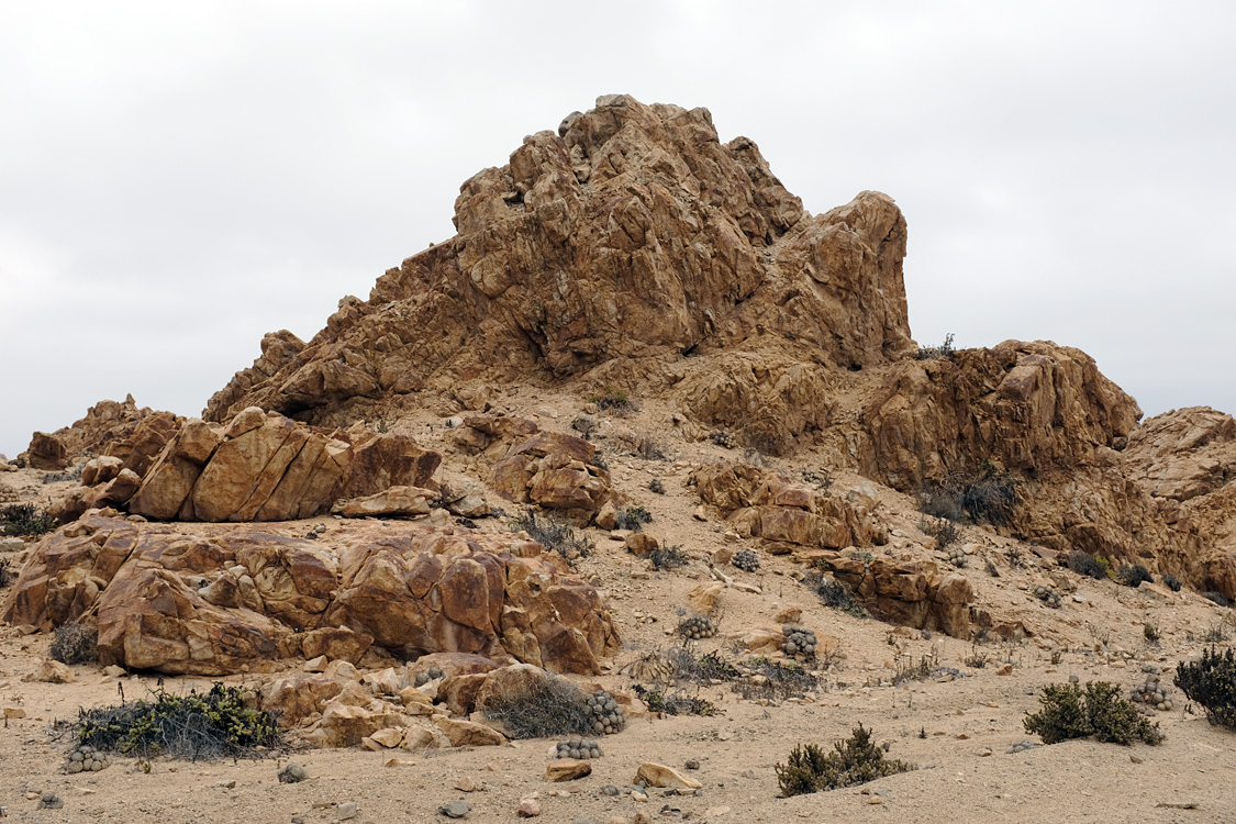 Parque Nacional Pan de Azucar (Region III, Chile)