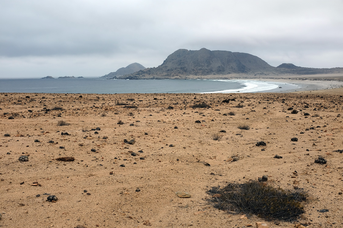 Parque Nacional Pan de Azucar (Region III, Chile)