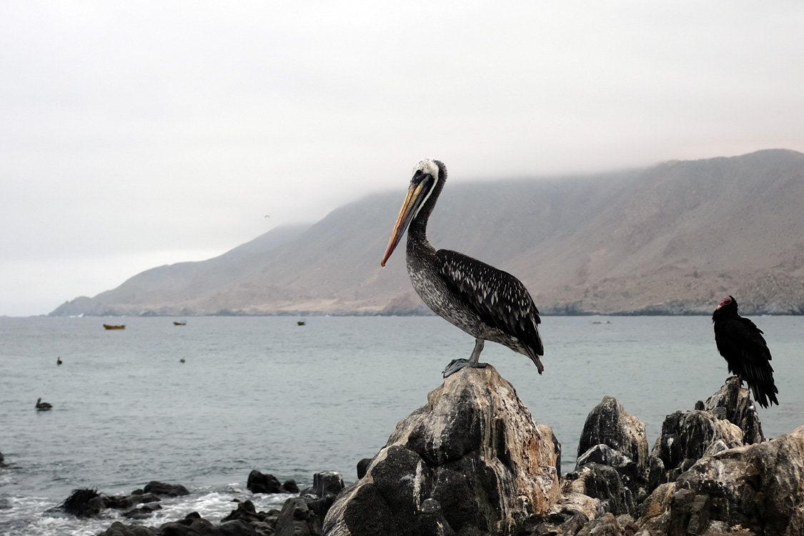 Parque Nacional Pan de Azucar (Region III, Chile)
