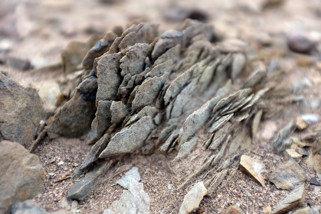 Parque Nacional Pan de Azucar (Region III, Chile)