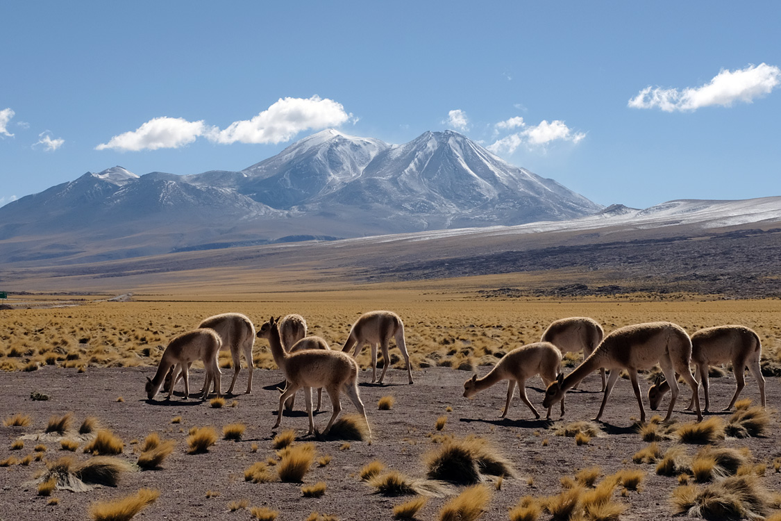 Around Miscanti and Miniques lagunas, Road 23, looking N/E (Around San Pedro de Atacama, Chile)