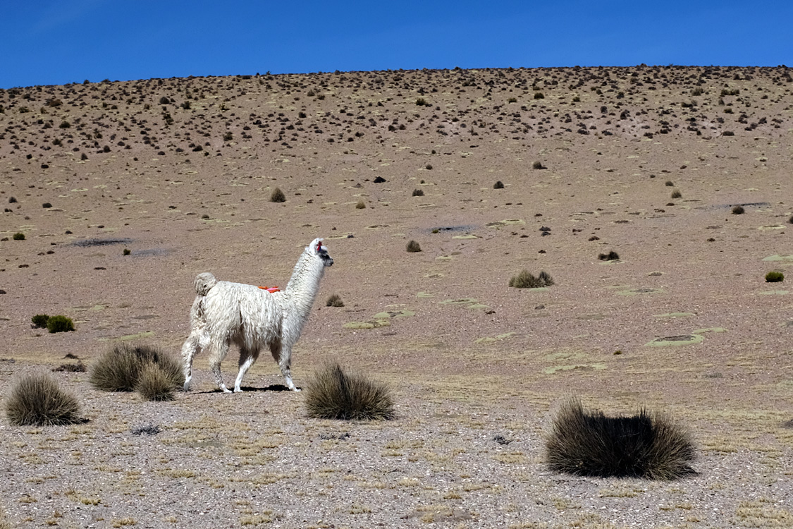 On my way to the Salar de Surire, somewhere on the A-325 orad (Reserva Natural Las Vicunas)