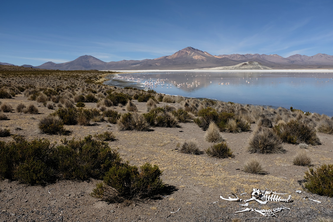 Salar de Surire (Monumento natural Salar de Surire)