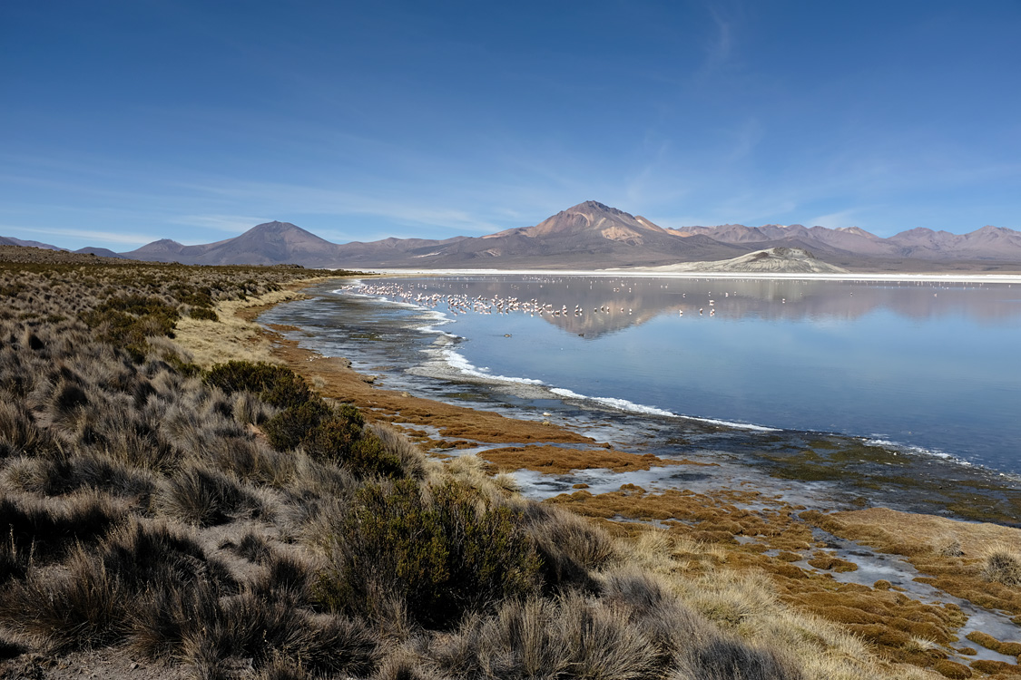 Salar de Surire (Monumento natural Salar de Surire)
