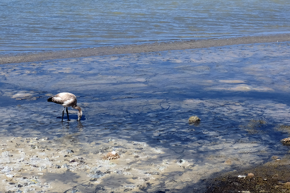 Salar de Surire (Monumento natural Salar de Surire)