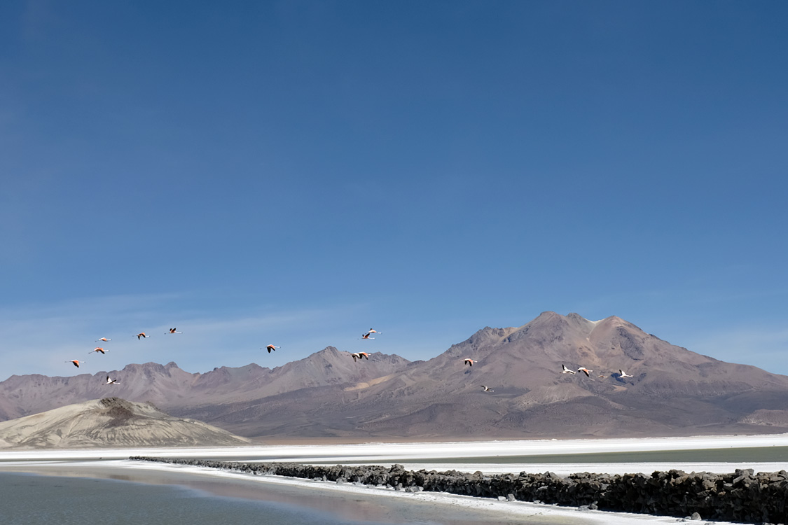 Salar de Surire (Monumento natural Salar de Surire)