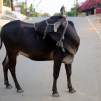 India, march 2023