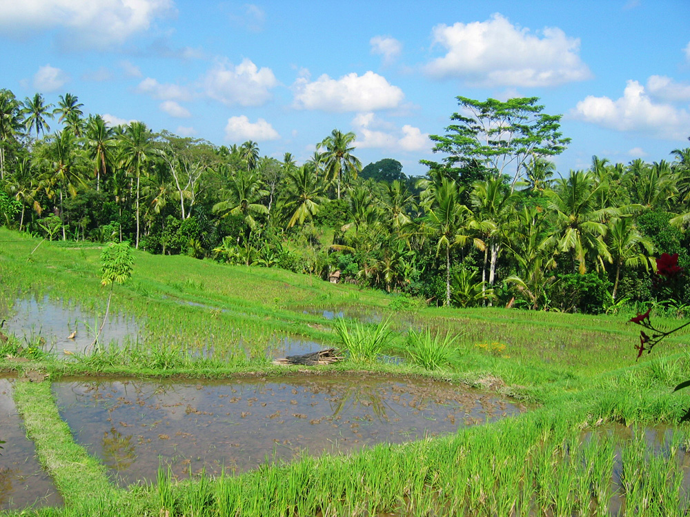 Java-Bali, 2004