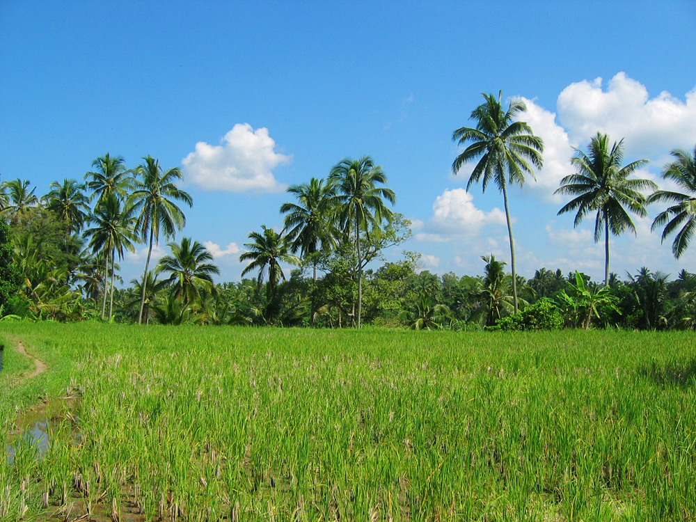 Java-Bali, 2004