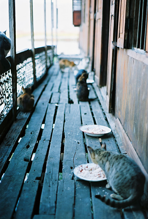Lac Inl� - Les chats du monast�re