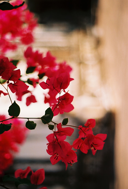 Bagan - D�tail de la flore
