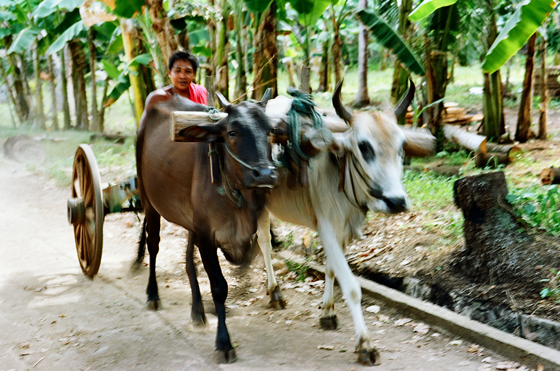 Bunaken / Rencontre dans la for�t.
