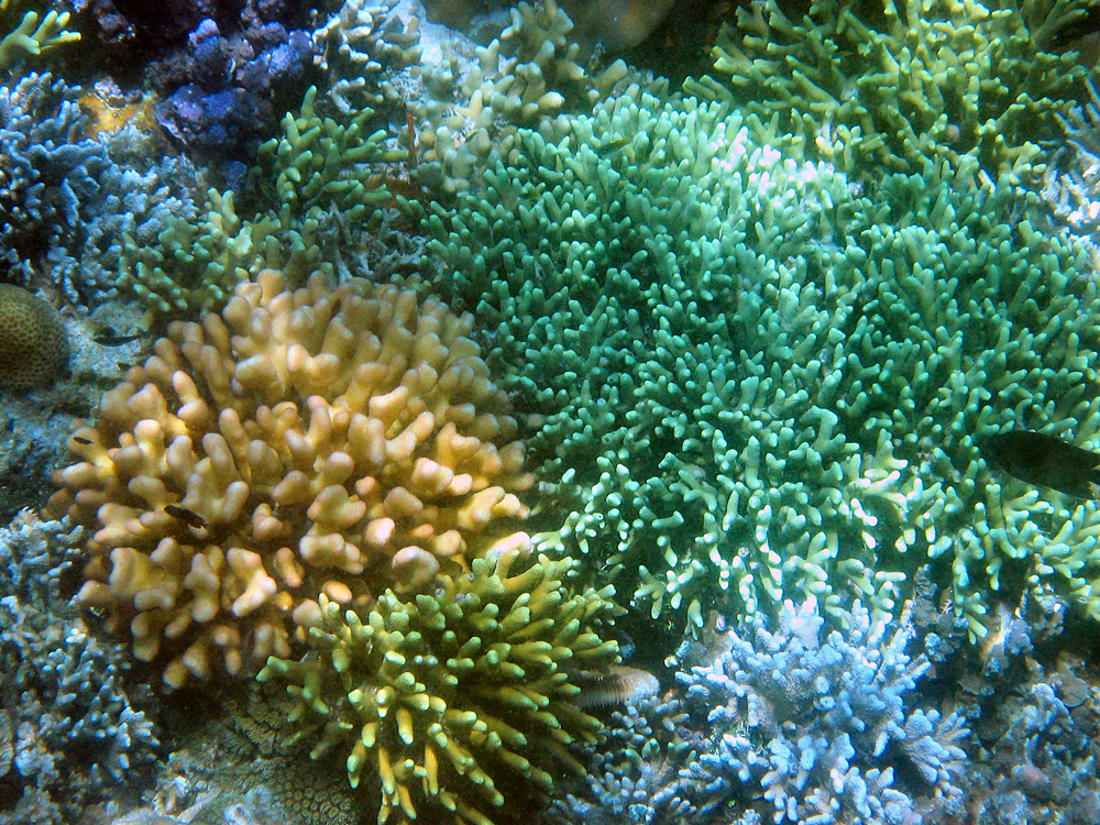 Bunaken / Snorkeling.