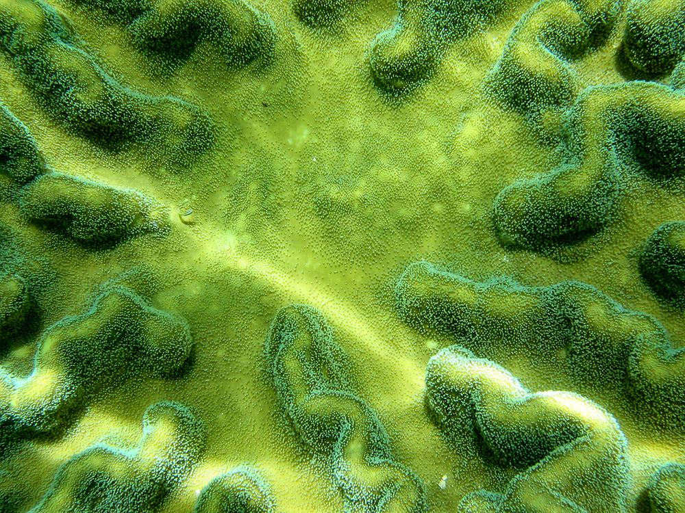 Bunaken / Snorkeling.