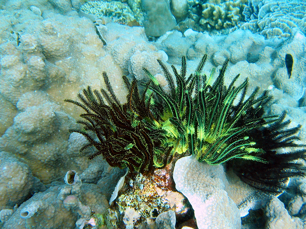 Bunaken / Snorkeling.