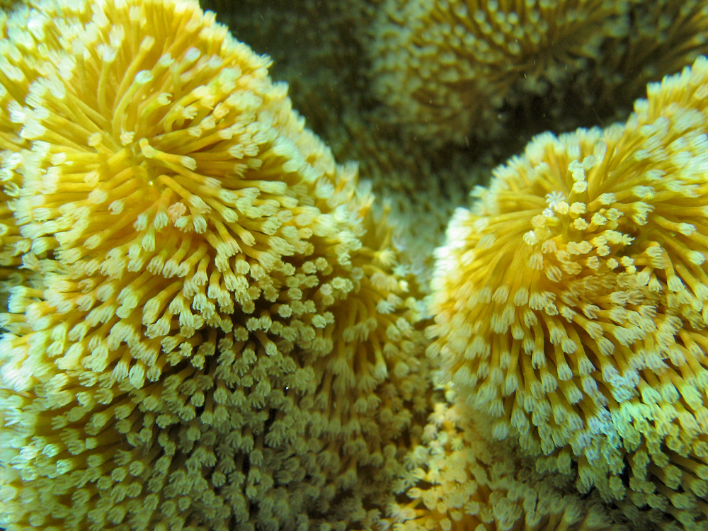 Bunaken / Snorkeling.