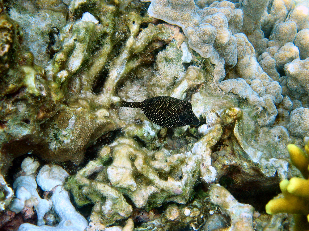 Bunaken / Snorkeling.