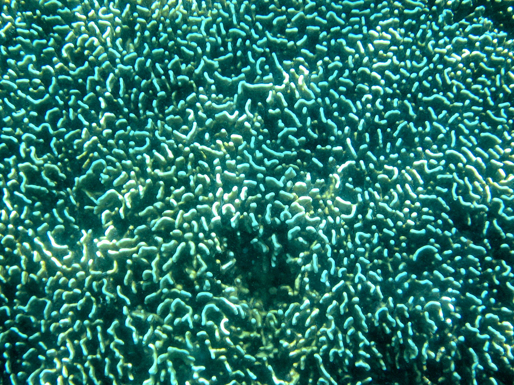 Bunaken / Snorkeling.