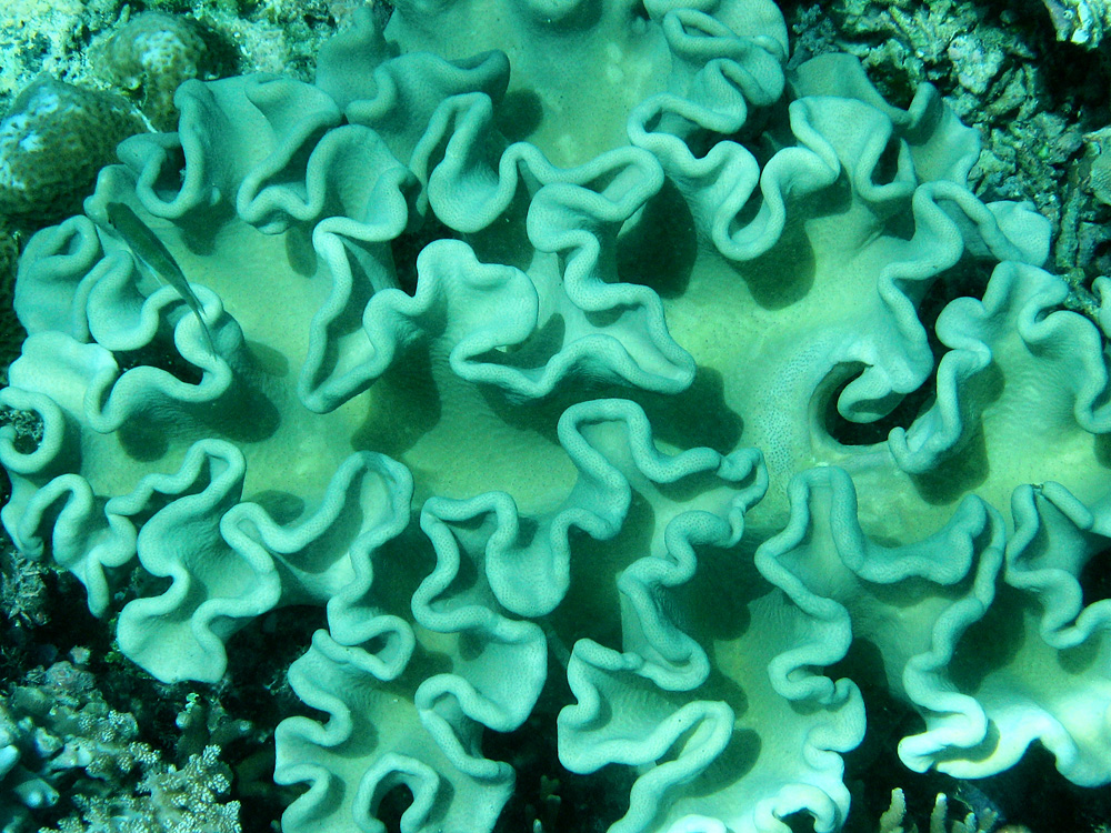 Bunaken / Snorkeling.